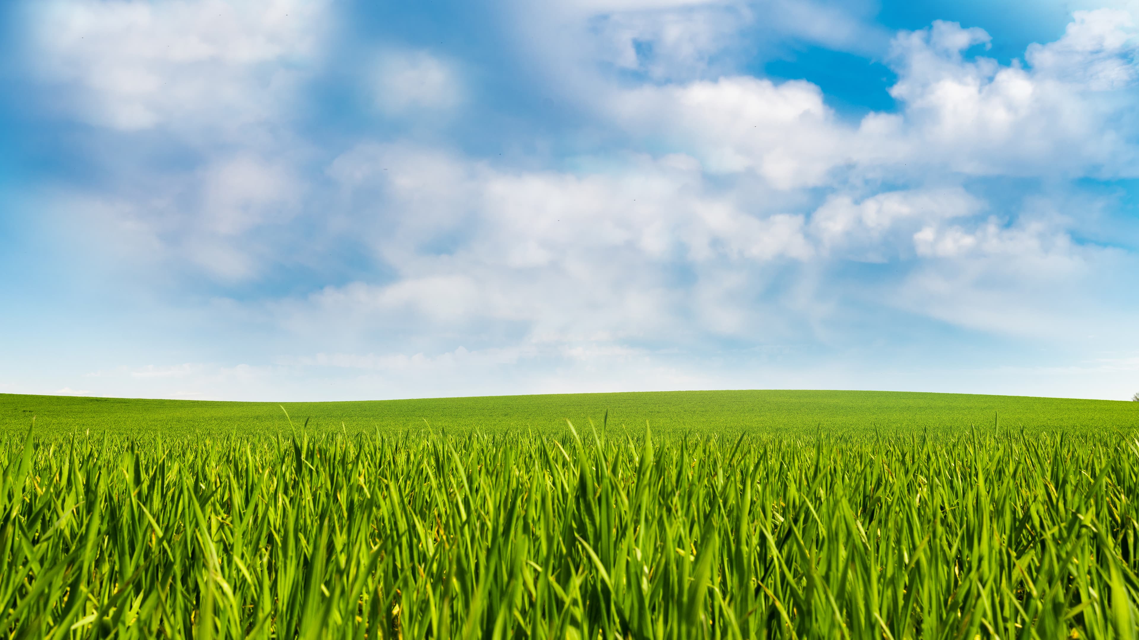 Walt Lawn & Landscape